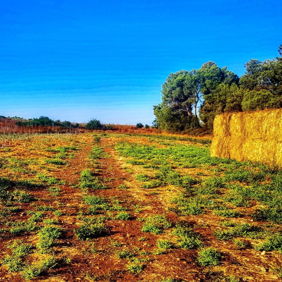 Kibbutz Nachshon住宿加早餐旅馆 外观 照片